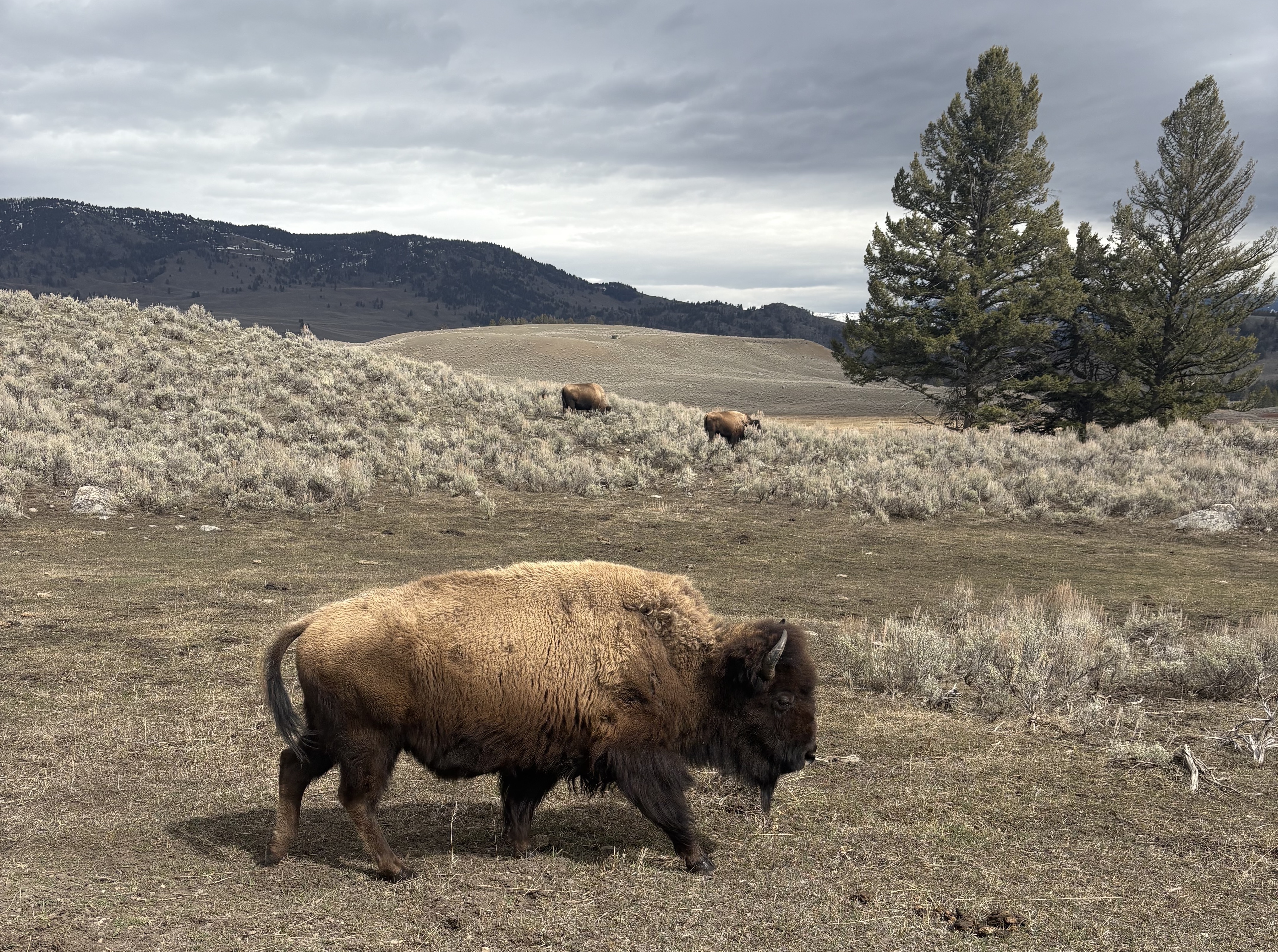 Bison in Yellowstone National Park